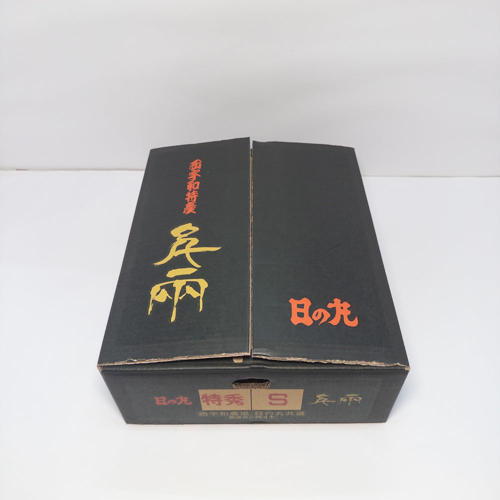 日本愛媛縣｜日の丸蜜柑黃金千兩｜最上級金色黑箱